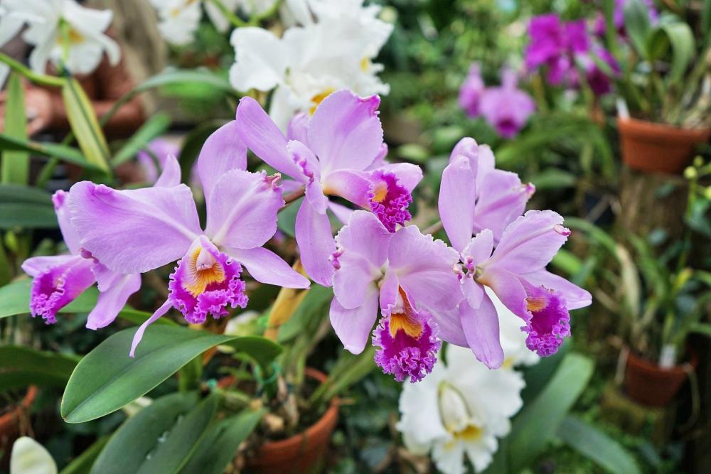 Mostra Mercato “Giardino Jacquard”